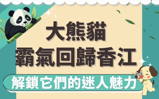2024大熊貓霸氣回歸香江，解鎖它們的迷人魅力！