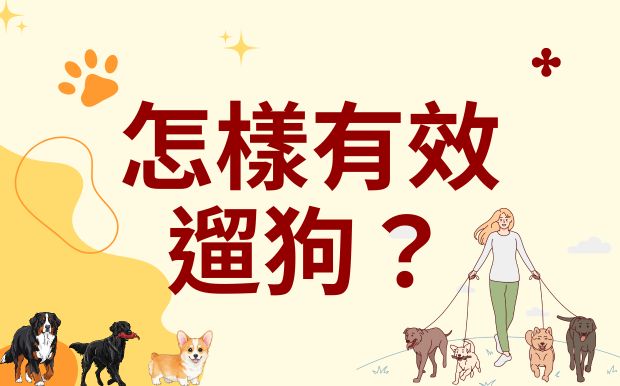 怎樣有效遛狗？解鎖狗狗社交密碼，打造快樂又健康的毛孩生活！