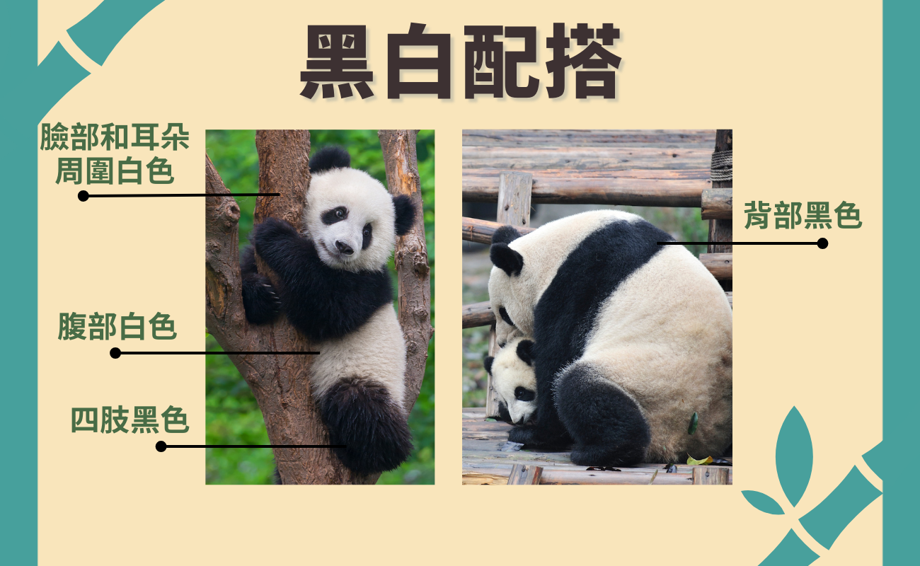 熊貓魅力