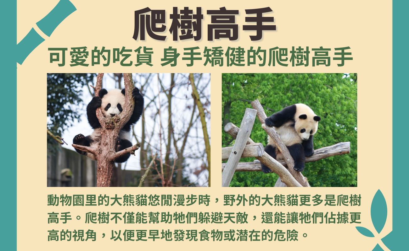 熊貓魅力