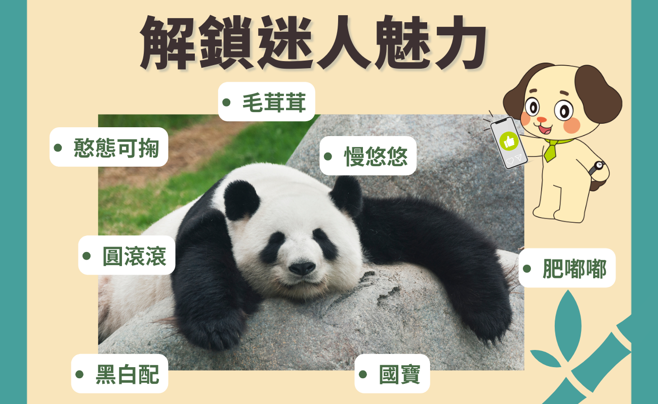 熊貓魅力